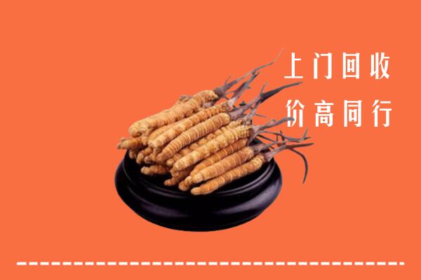 高价求购：龙马潭区回收散虫草